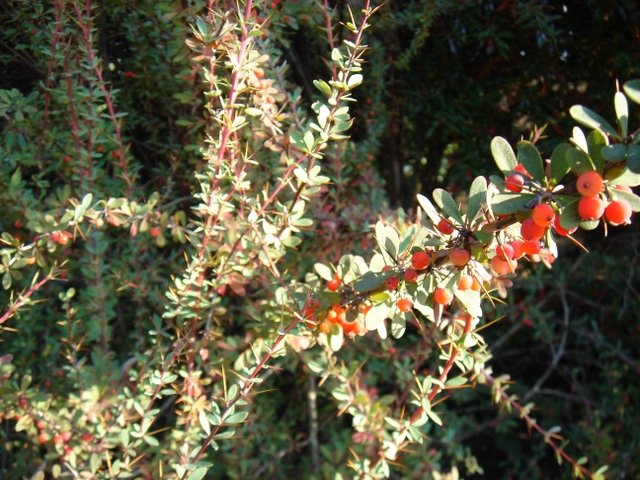 Berberis wilsoniae P17 P30 (2)